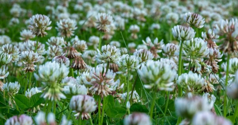 11 Reasons How Planting White Clover In Your Lawn Can Be Beneficial - Featured image