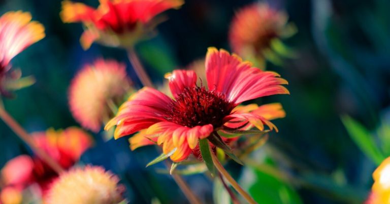 15 Red Flowers For A Dazzling Fall Garden - Featured image