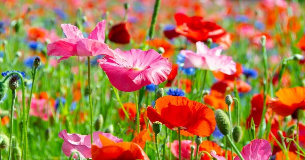 11 Reasons Farmers Are Using Wildflowers Instead of Pesticides (And This Is Why) - Featured image