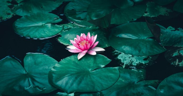 15 Blooming Summer Plants That Have Spiritual Meaning - Featured image
