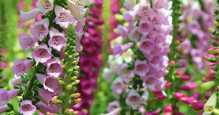 11 Of The Most Dangerous Plants That Could Be In Your Garden - Featured image