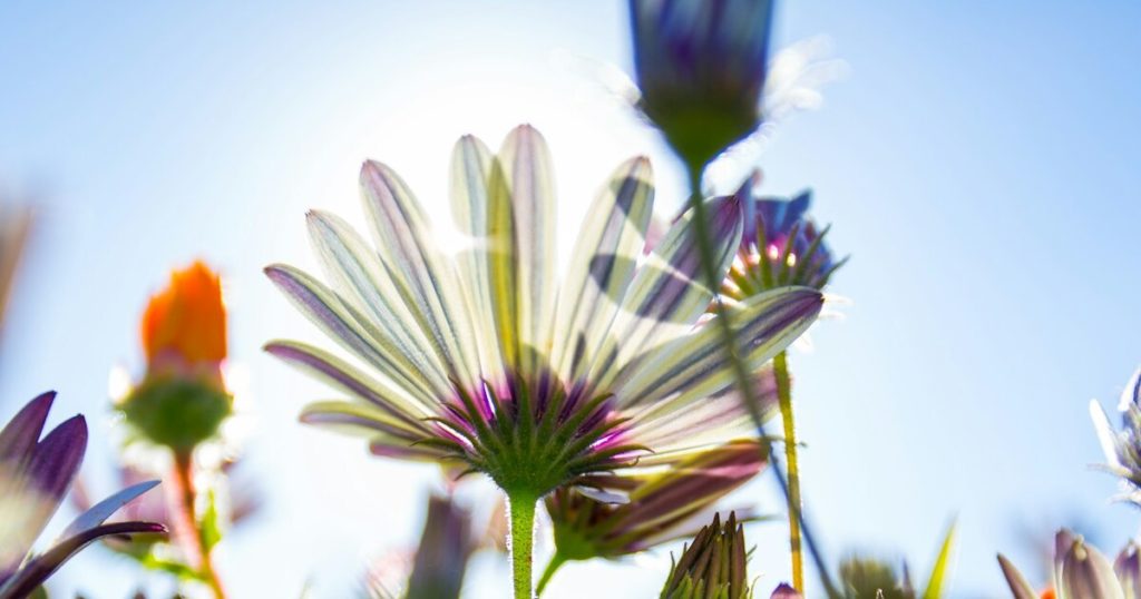 10 Gardening Tips For Encouraging Late Summer Blooms In August - Featured image