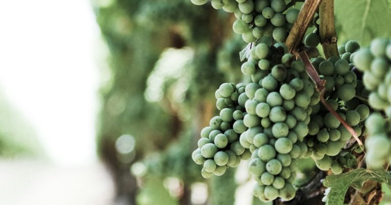 11 Gardening Tips For Growing A Giant Grape Vineyard - Featured image