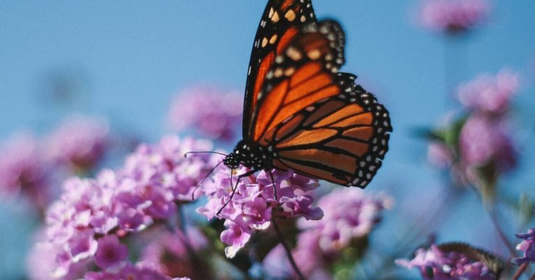 15 Flowers That Bloom Beautifully in Late Spring - Featured image