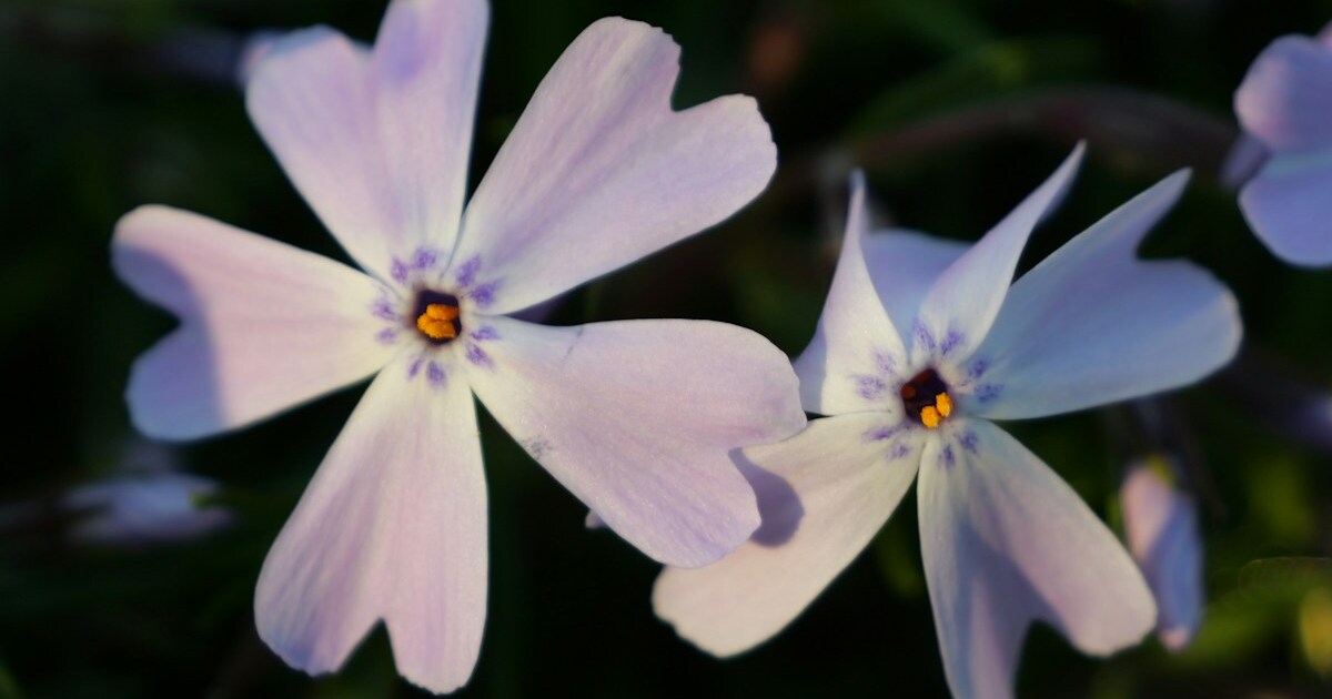 8 Reasons Why Growing Creeping Thyme Is Better Than A Grass Lawn
