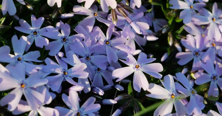 10 Best Companion Plants For Blueberries - Featured image