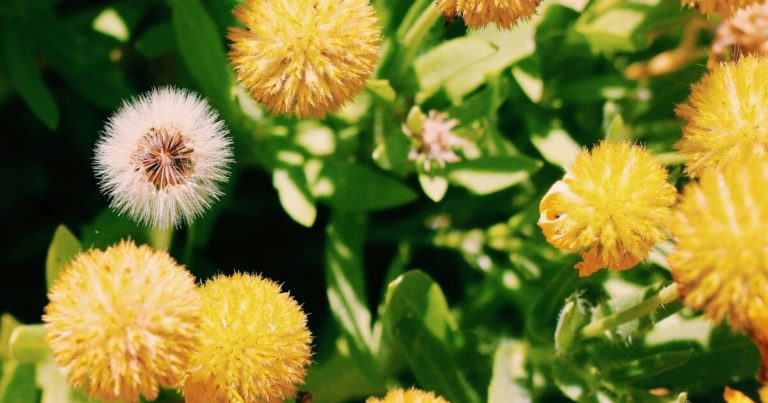 11 Reasons Why You Shouldn’t Weed Out Your Dandelions - Featured image