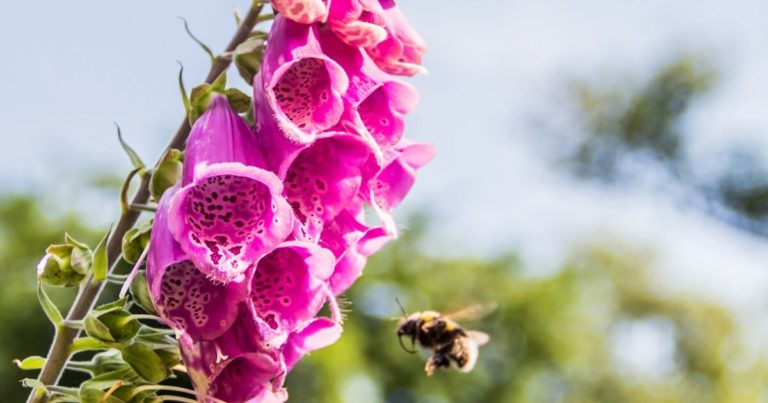 9 Gorgeous Companion Plants for Foxglove Flowers - Featured image