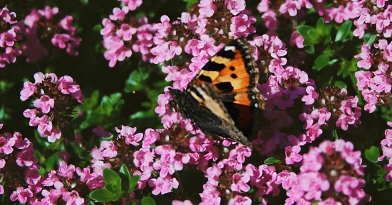 13 Perfect Plants You’ll Want For Your Rock Garden - Featured image