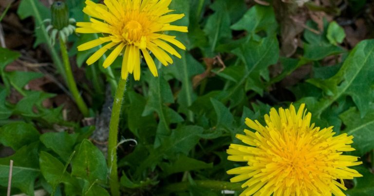 12 Herbs You Can Grow At Home That Help With Digestive Health - Featured image