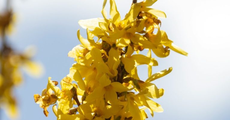 9 Beautiful Shrubs With Cheerful Yellow Flowers to Brighten Up your Garden - Featured image