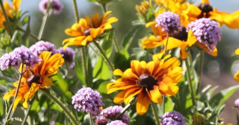 Death-Proof Gardening: You’ll Never Kill These Plants No Matter How Hard You Try - Featured image