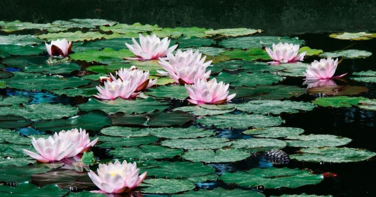 13 Plants That Have Spiritual Significance - Featured image