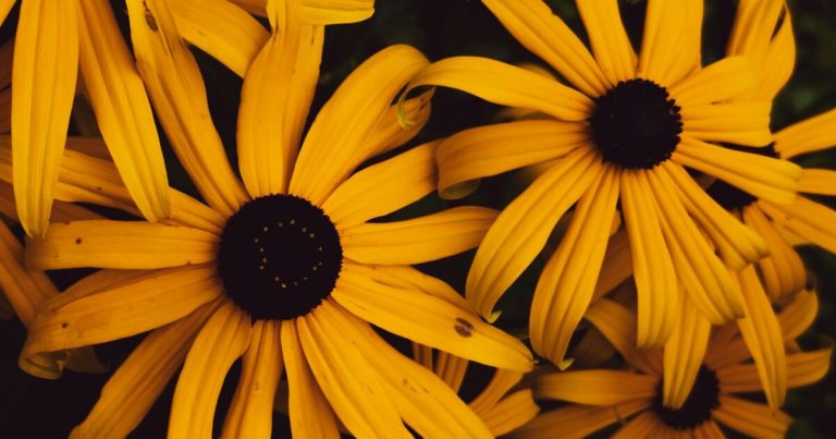 14 Summer Flowers That You Should Grow With Your Vegetable Garden - Featured image