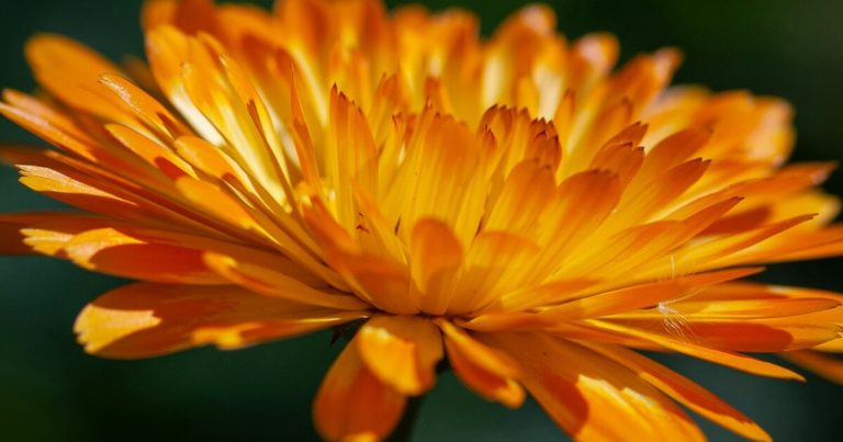9 Signs That Your Calendula Garden Needs Help - Featured image