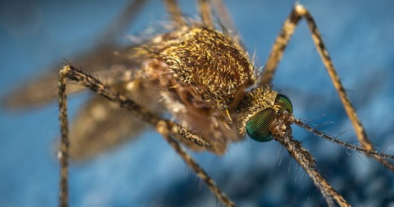 11 Gardening Tips That Can Help Reduce Mosquitos In Your Garden This Summer - Featured image