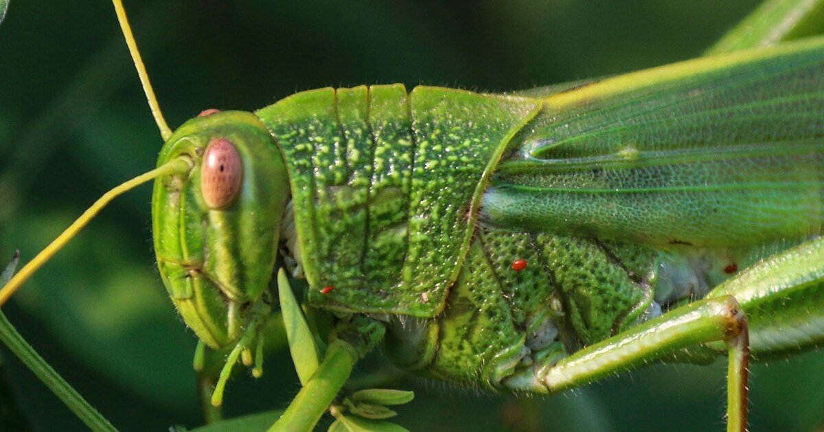 10 Ways To Get Rid Of Grasshoppers From Your Garden