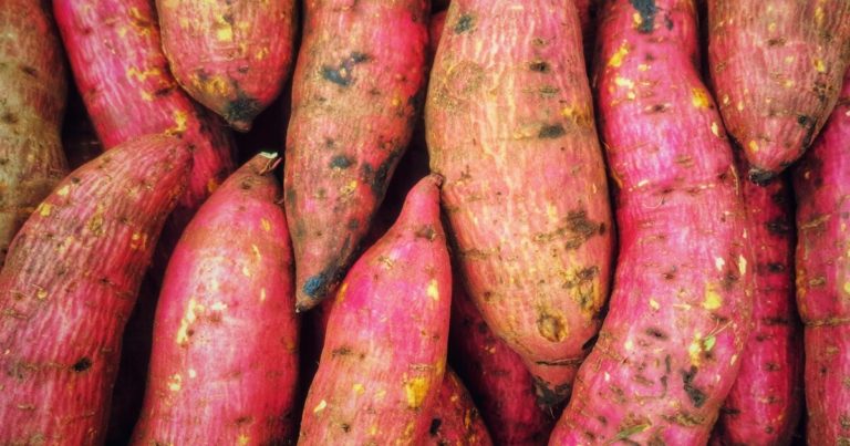 12 Mistakes Gardeners Make When Growing Sweet Potatoes - Featured image