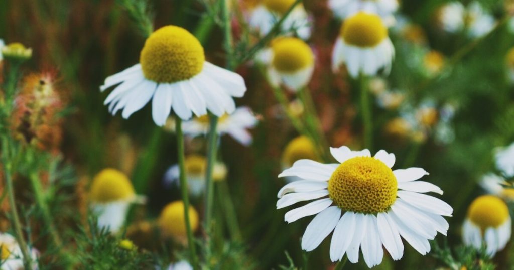 12 Expert Gardening Tips For Growing a Big Chamomile Garden - Featured image