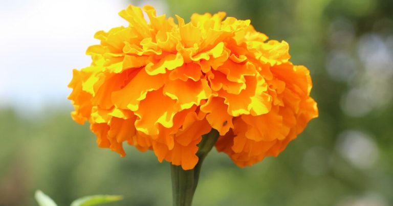 14 Flowers That Are Perfect For Father’s Day - Featured image