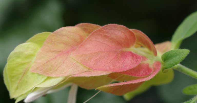 A Beginner's Guide to Successful Leaf Cutting Propagation This Spring - Featured image