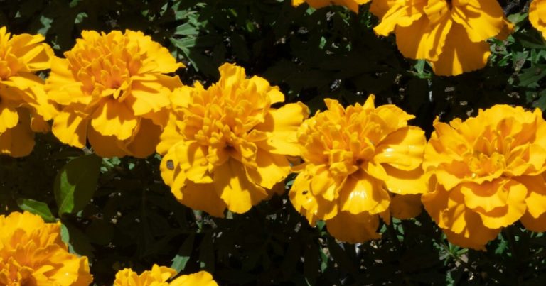 12 Late August Flowers That Naturally Repel Pests - Featured image