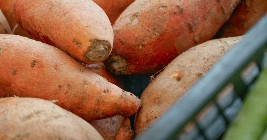 11 Signs Your Sweet Potatoes Are Ready for Harvest - Featured image