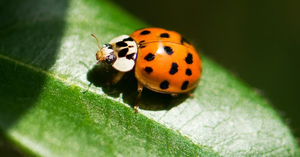12 Reasons You Should Try Attracting Ladybugs To Your Garden - Featured image