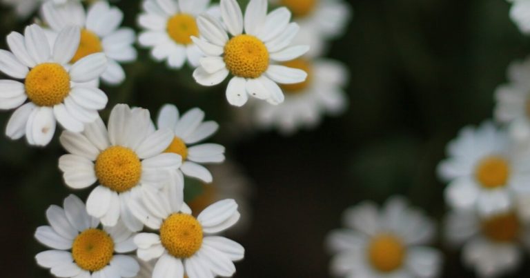 12 Signs That Mean Your Chamomile Garden Needs Help - Featured image