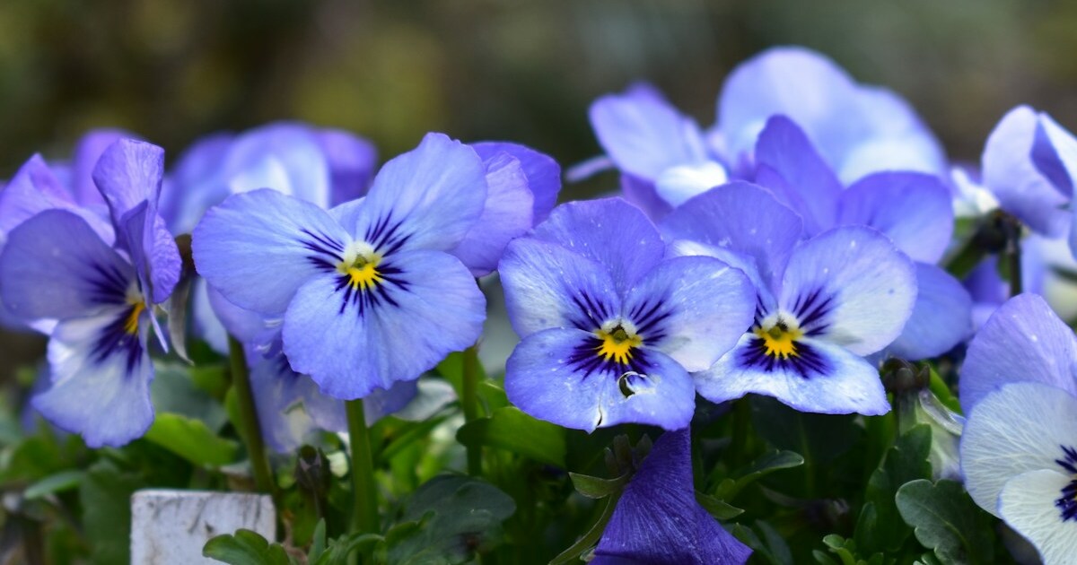 12 Gardening Mistakes To Avoid While Growing Pansies