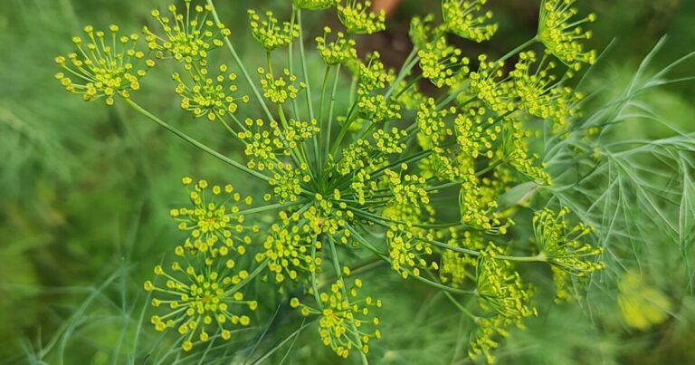 10 Reasons You Should Be Growing Dill By Your Front Door - Featured image