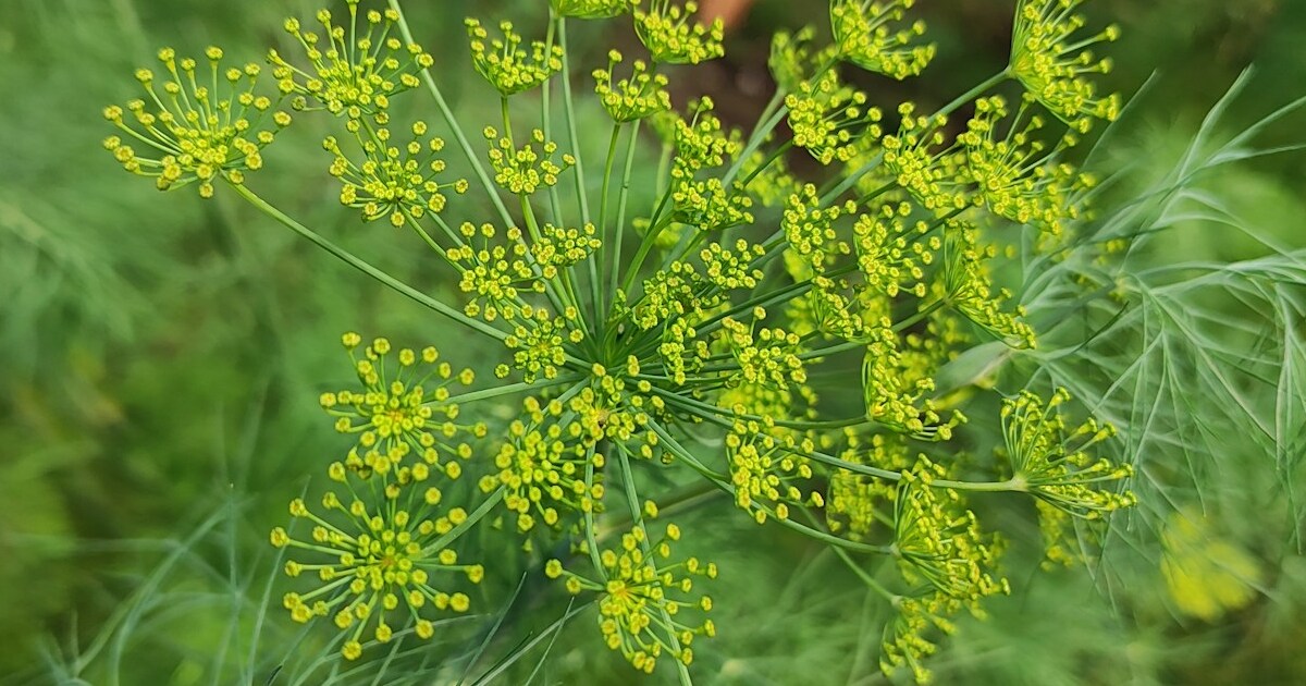 14 Companion Plants That Love To Grow With Dill