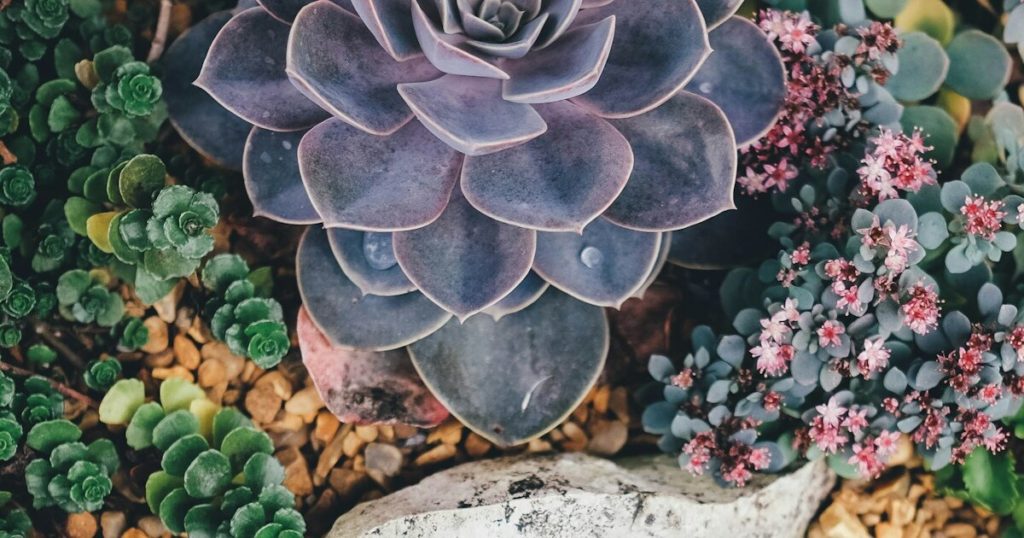 9 Things To Expect For Growing A Rock Garden - Featured image