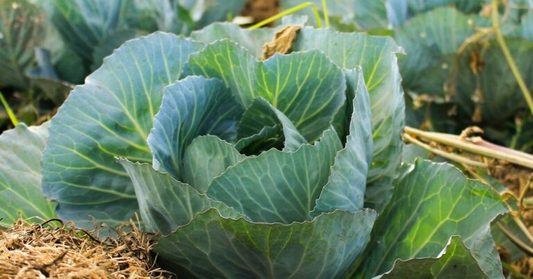 14 Companion Plants You Must Grow With Your Cabbage - Featured image