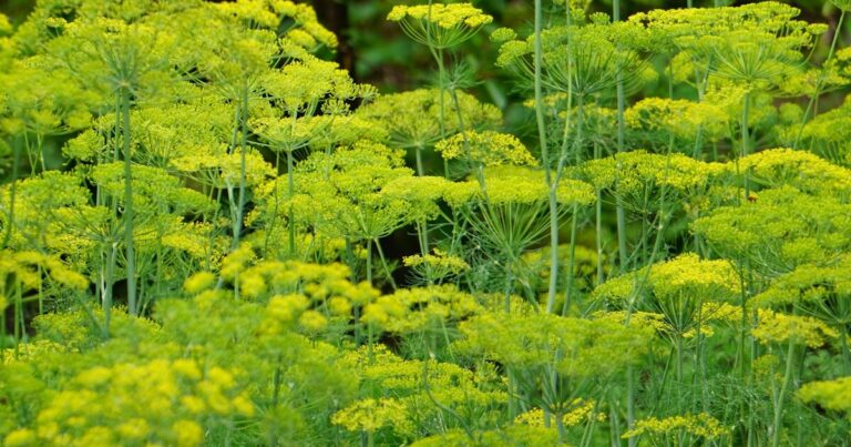 10 Things Your Herb Garden Needs In August - Featured image