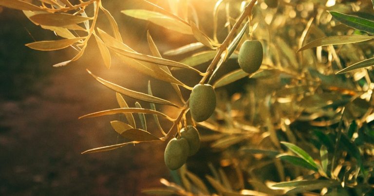 Olive Trees Bring Timeless Drama and Homegrown Flavor to American Gardens - Featured image