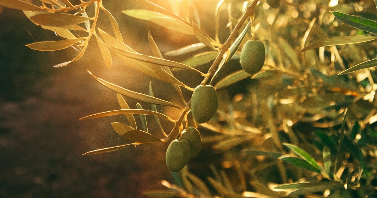 Olive Trees Bring Timeless Drama and Homegrown Flavor to American Gardens