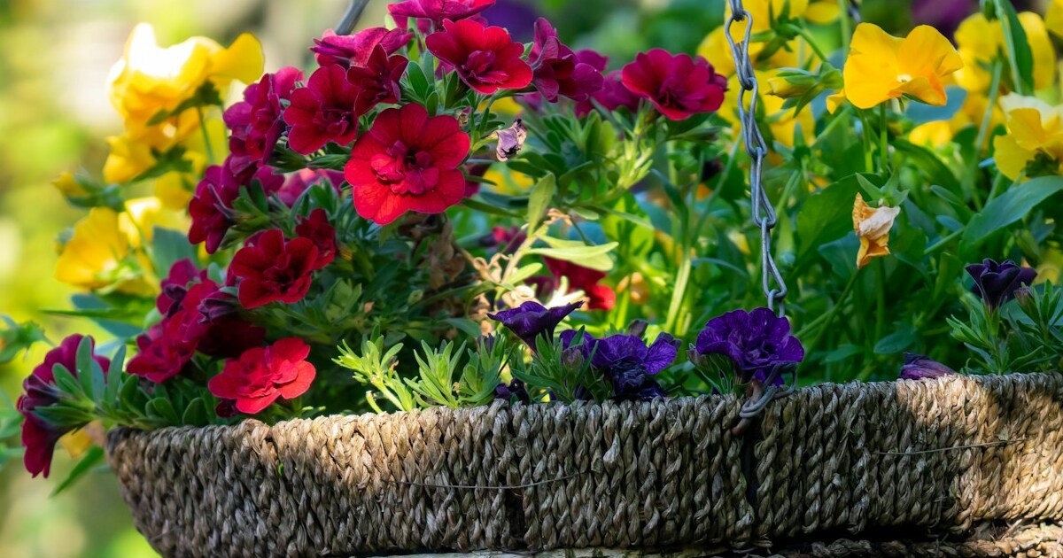 10 Tips On How To Care For Hanging Basket Gardens