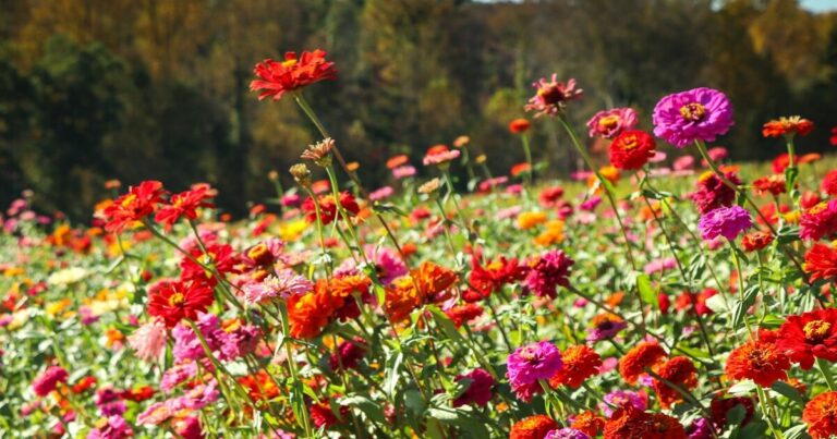Do These 9 Things For Your Zinnias Before Fall - Featured image