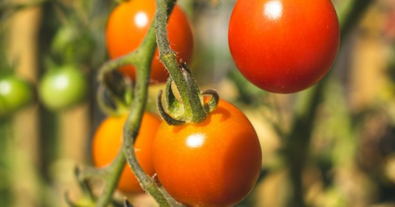 11 Gardening Mistakes You Should Avoid While Growing Cherry Tomatoes - Featured image