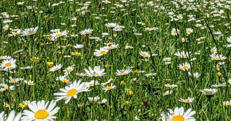 These 15 Flowers Are Perfect For Relieving Stress And Adding Beautiful Blooms To Your Home - Featured image