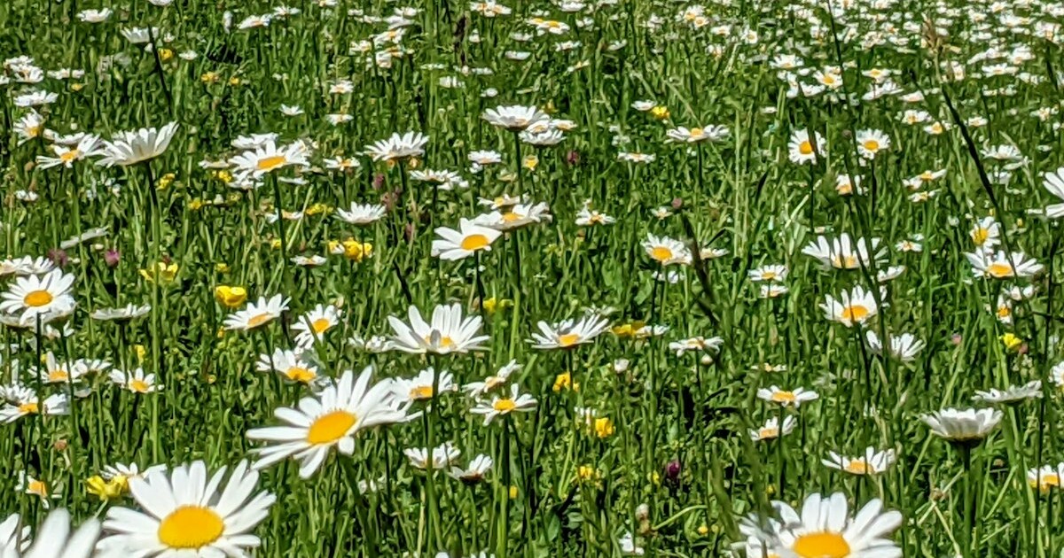 These 15 Flowers Are Perfect For Relieving Stress And Adding Beautiful Blooms To Your Home