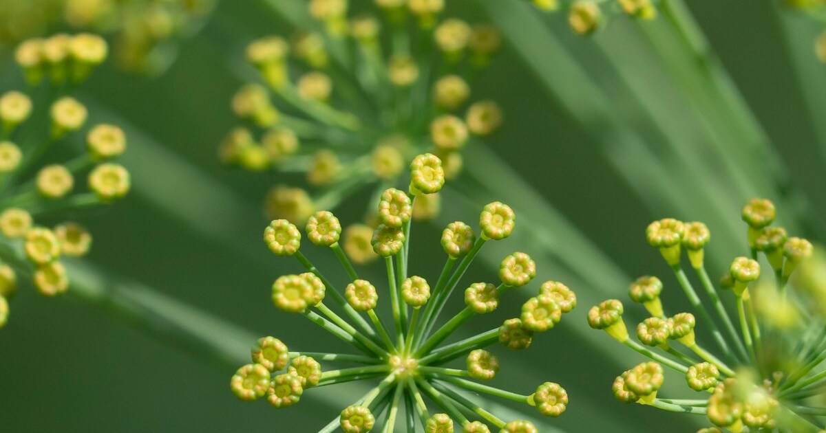 15 Best Herbs You Should Be Growing By Your Front Door