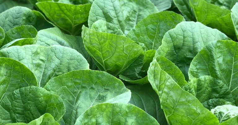 11 Gardening Tips For Growing Lettuce And Cabbage Together - Featured image