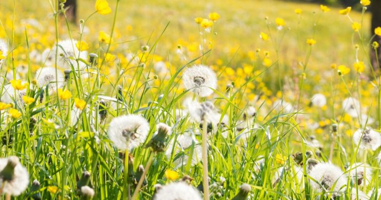 10 Reasons Why You Should Let Dandelions Grow In Your Garden - Featured image