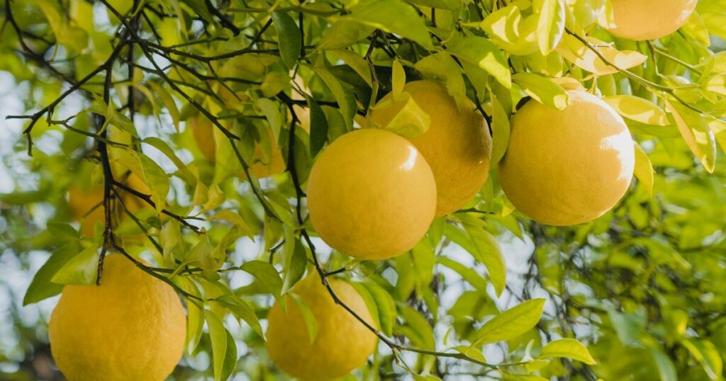 10 Gardening Tips On How To Grow Big Juicy Grapefruits - Featured image