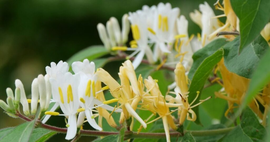 9 Things Your Honeysuckle Needs Before Fall - Featured image