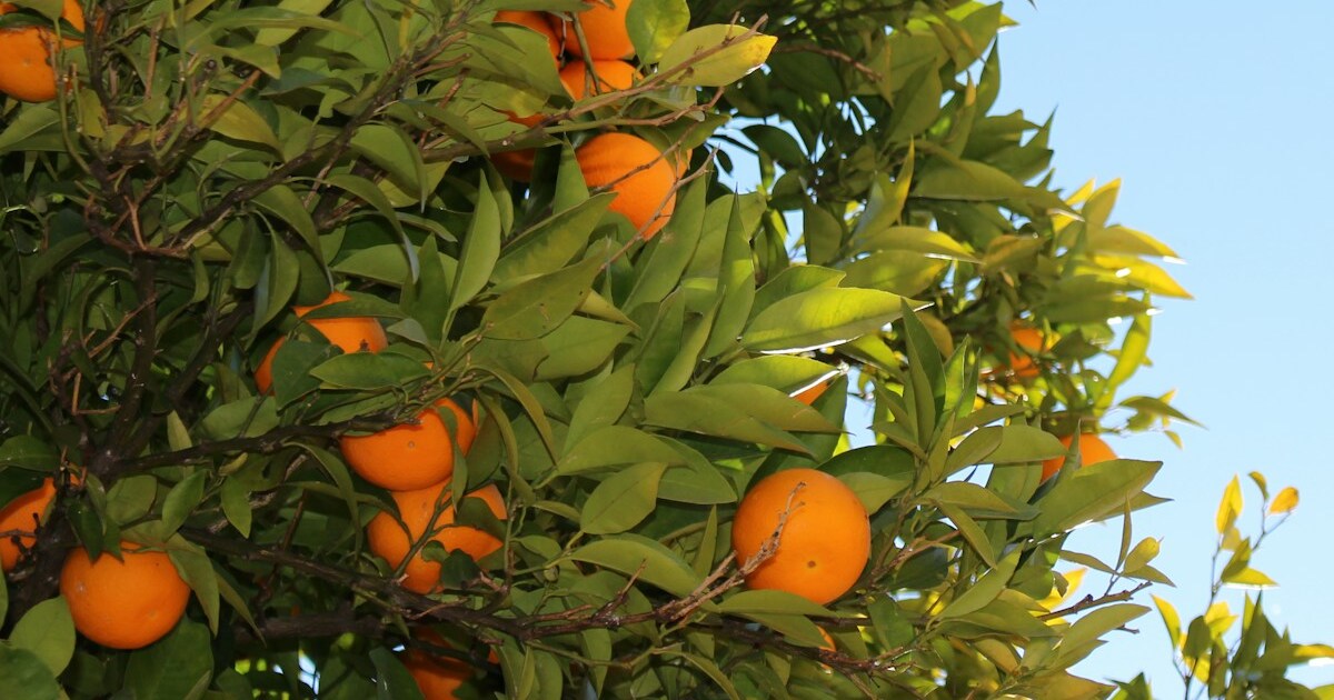 11 Gardening Tips For Growing Lemons And Oranges Together