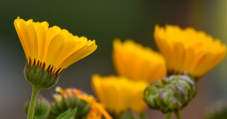 14 Companion Plants That Grow Perfectly With Calendula - Featured image