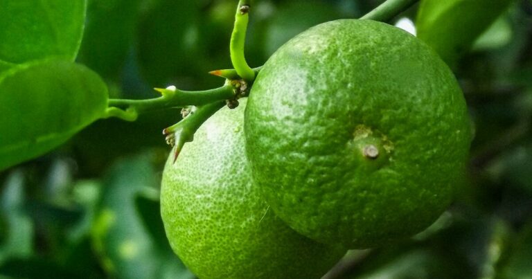12 Gardening Tips For Growing The Perfect Limes - Featured image